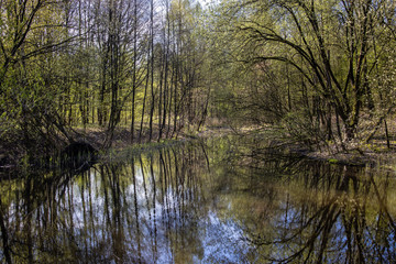 Obraz premium The pond