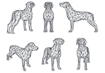 Labrador retriever dog polygonal lines illustration. Abstract vector dog on the white background