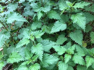 nettles