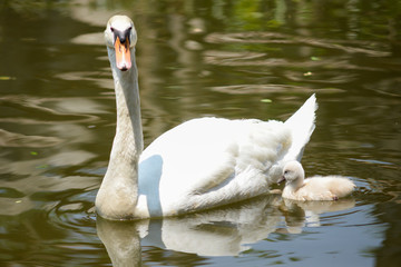 Fototapeta premium Swan and cygnet