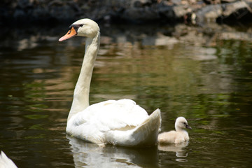 Swan and cygnet