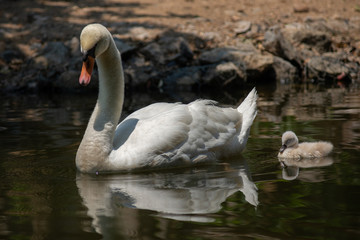 Swan and cygnet