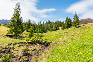 Fototapeta na wymiar beautiful mountain landscape in springtime. trees on the grassy meadow. small brook in the valley. forested hills on the distant ridge with snow capped tops. idyllic scenery