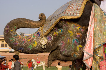 Fototapeta premium colorful elephant , festival , Jaipur, Rajasthan, India 
