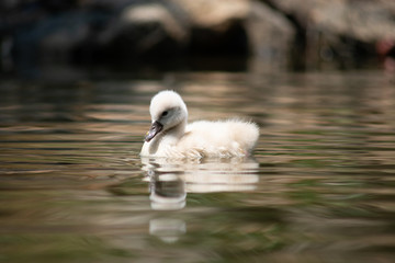 cygnet