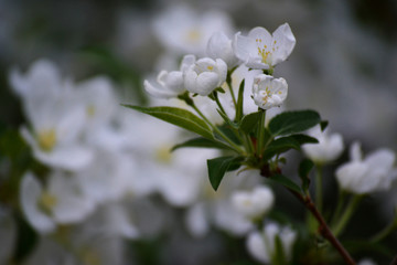 A branch from an apple tree with white blossoming buds. Close up, blurred spring background.