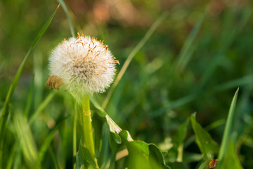 Pusteblume Löwenzahn im Wald - Close up - Makro