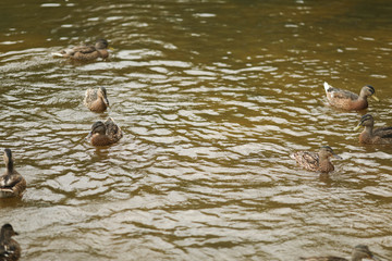 A large number of ducks swim in the pond.