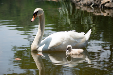 Swan and cygnet