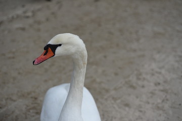 Łabędź  © kasia