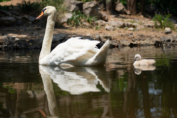 Swan and cygnet