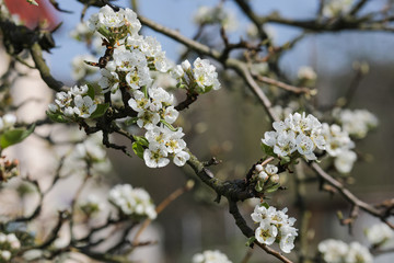 Birnbaumblüte