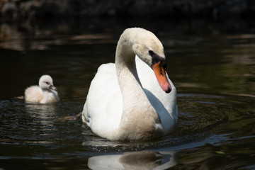 Swan and cygnet