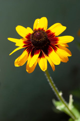 Gaillardia Amber Wheels flower is a large flower with deep-yellow petals that surround a red center.