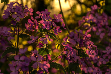 Violet flowers during golden sunrise
