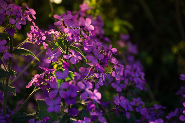 Purple, violet flovers during early morning
