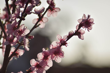 pink magnolia flower