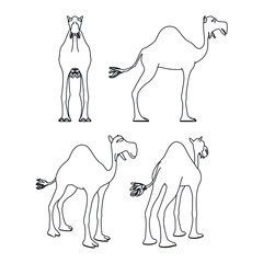Camel cartoon lines illustration. Abstract vector camel on the white background