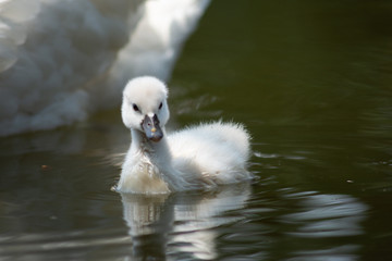 Swan and cygnet