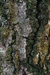 Beautiful wood texture. The natural texture. Organic texture. Natural background
