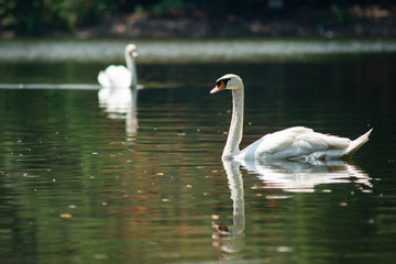 Swan
