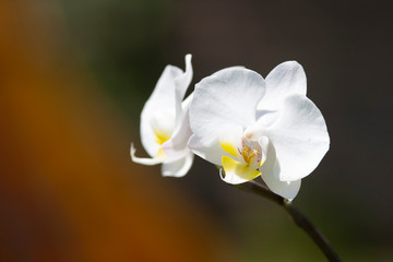 This original photograph of a closeup of these beautiful white orchids have a unique background and is a work of art.