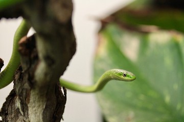 serpente verde che sbuca da un albero