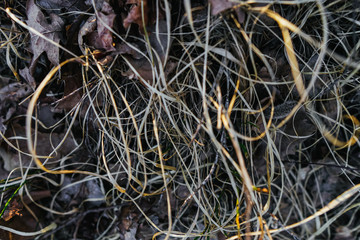 Natural texture. The dark texture of grass. The natural background. Background of last year's grass. Curly grass background.