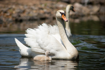 Fototapeta premium Swan and cygnet