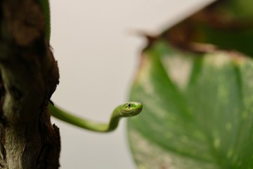 serpente verde che sbuca da un albero