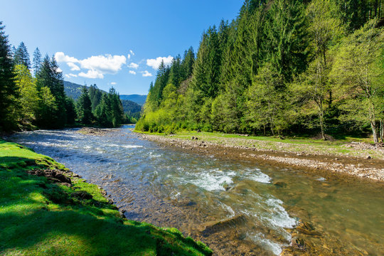 river scenery among the forest in mountains. beautiful alpine landscape in spring. Synevyr National park is a popular destination of Ukrainian Carpathians. calm water flow with stones on the shore