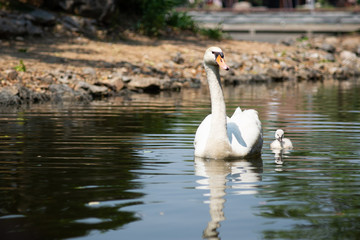Swan and cygnet