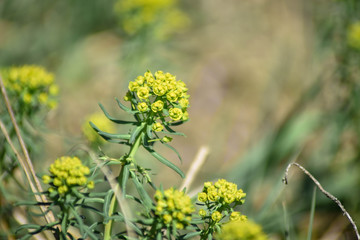 yellow flowers on a green background