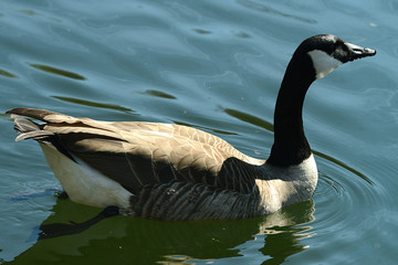 Fototapeta premium Wildgans am Wasser und im Flug