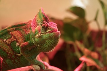 primo piano di camaleonte mentre muta colore per mimetizzarsi