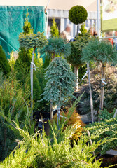 Many black pots with soil and seedlings of coniferous trees  at market stall.