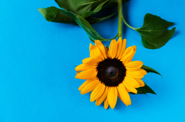 One yellow sunflower on a blue background. Nice postcard and as background for your desktop, there is a place for text