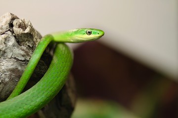 serpente verde sul ramo di un albero