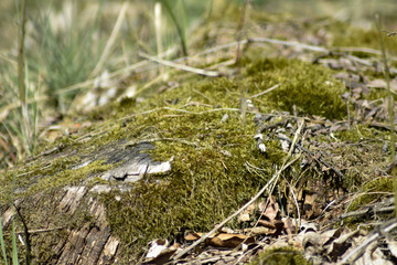moss on the ground