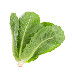 Fototapeta premium Cos Lettuce on White Background