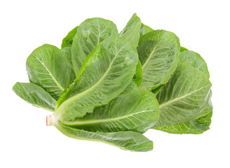Cos Lettuce on White Background