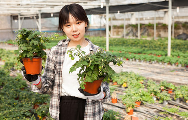 Woman gardener holding pot with tomatoes seedling in sunny greenhouse
