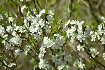 white flowers on a tree