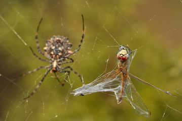 tiger spider attacking a dragonfly