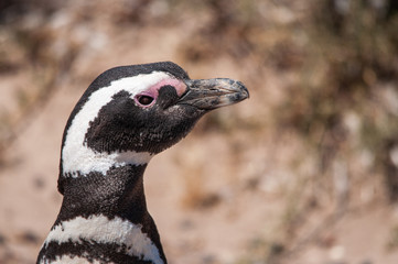 Viviendo entre los pingüinos