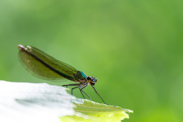 dragonfly on a leaf
