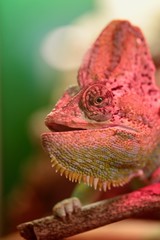 primo piano di un camaleonte