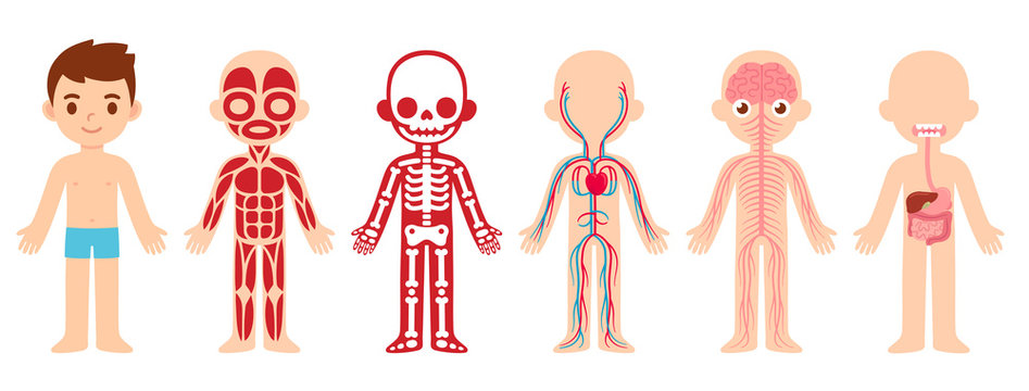 Anatomy child cartoon illustration