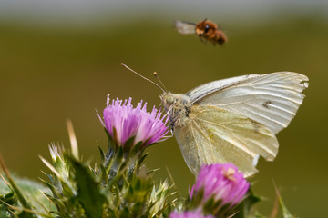 cabbage butterfly (Pieris Brassicae) perched on a flower while an insect flies over it