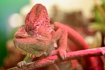primo piano di un camaleonte